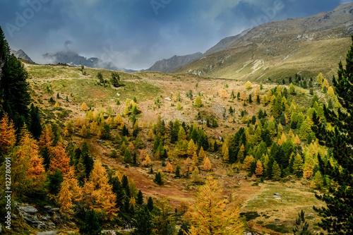 Cuadro en lienzo Herbst im Südtiroler Bergwald