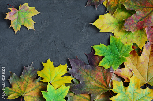 Border of colorful autumn maple © viktoriya89
