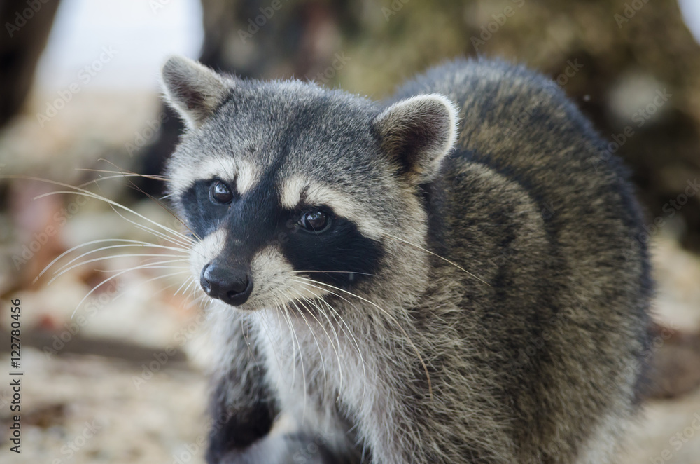 Raccoon (Procyon lotor), Cahuita National Park, Costa Rica