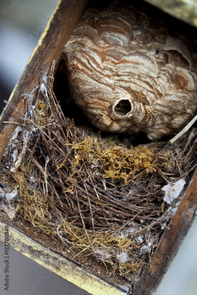 Hornet's nest in a birdhouse