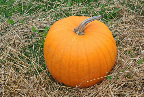 orange pumpkin for halloween or thanksgiving on straw   © Jacques Durocher