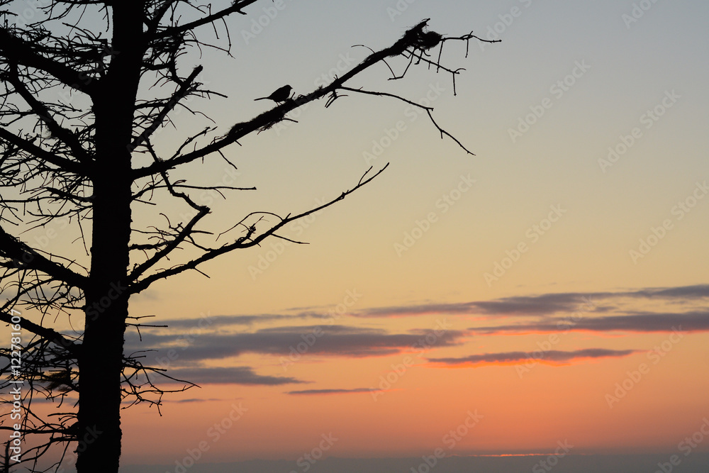 Bird Silhouette | Oregon