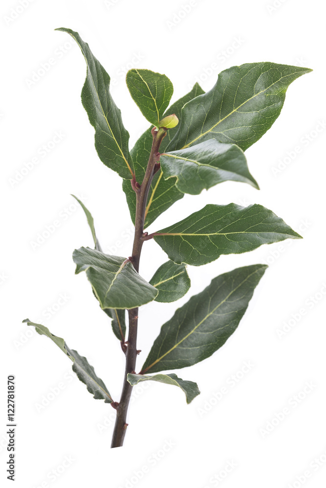 Fresh laurel branch on white background