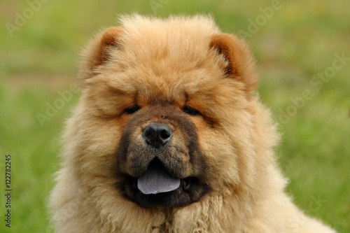 Portrait of beautiful red chow chow on the grass © milanvachal