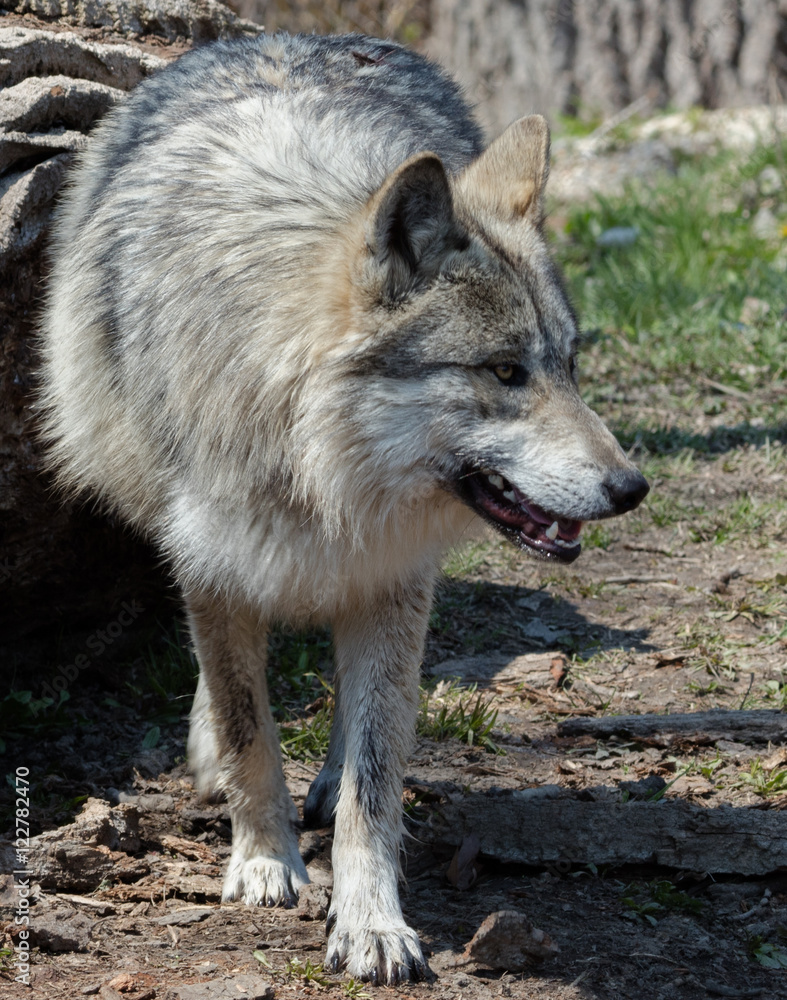 Fototapeta premium Wolf