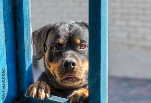 funny rottweiler dog looks into window. dog portrait