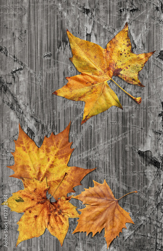 Dray Maple Leaves On Old Knotted Weathered Cracked Wood Rustic Background