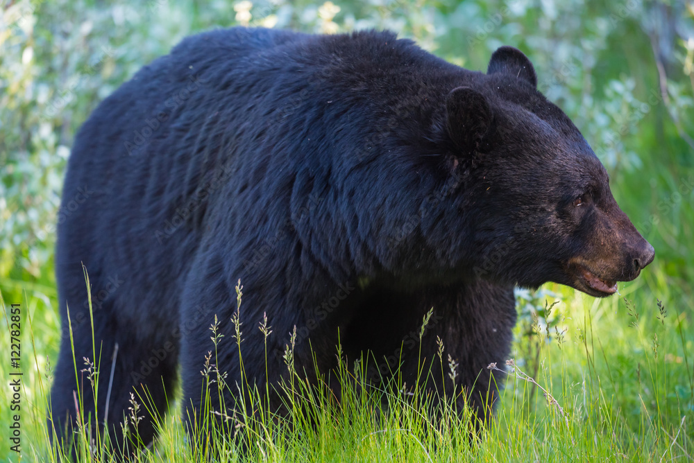 Fototapeta premium American Black Bear (Ursus americanus).