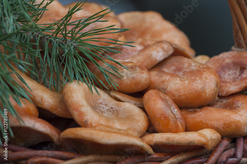 Рыжики