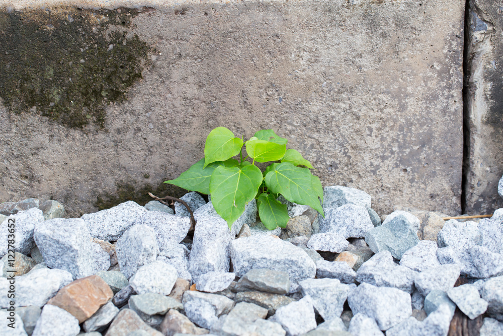 Fototapeta Green leaf with concrete background.