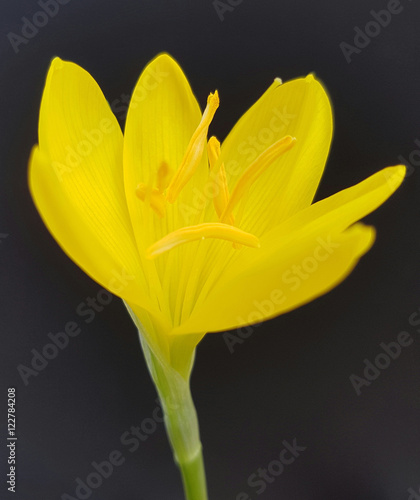 Gewitterblume, Sternbergia lutea