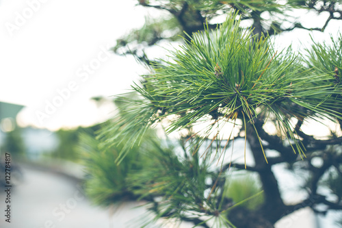 Japanese pine tree shallow depth of field vintage color tone.