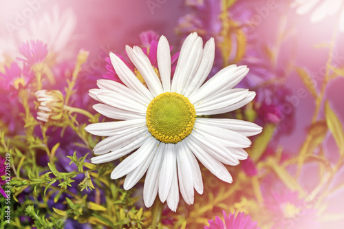 Wildflowers daisies. Summer landscape. white chamomile flowers