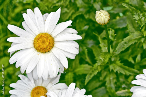 Wildflowers daisies. Summer landscape. white chamomile flowers