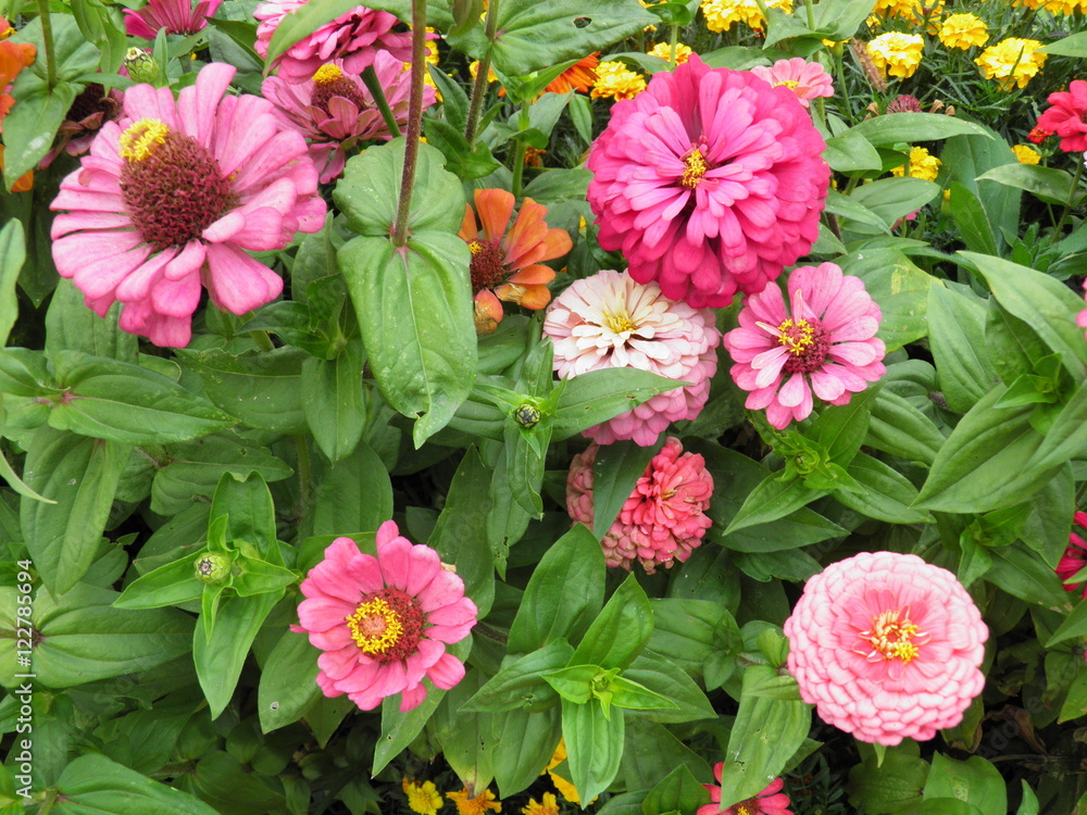 Obraz premium Fantastyczne kwiaty w ogrodzie