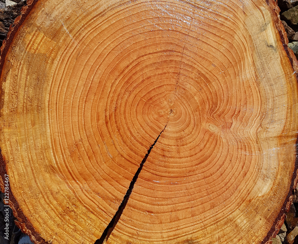Naklejka premium Jahresringe; Baumscheibe; Fichte