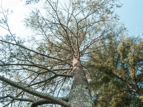 Cedar of Labanon trees overhead photo