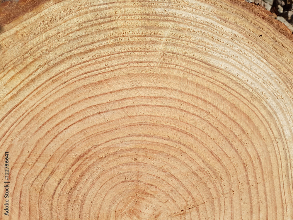 Fototapeta premium Jahresringe; Baumscheibe; Fichte