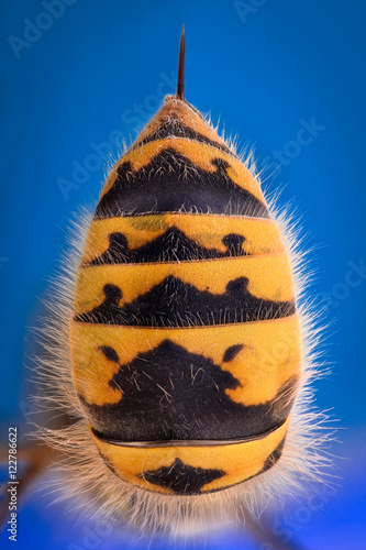 Bilde på lerret Extreme magnification - Wasp body with stinger