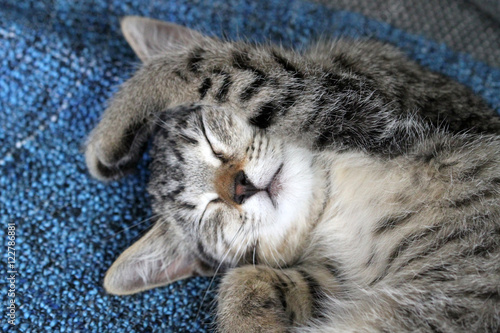Süßes kuscheliges schlafendes Katzenbaby 