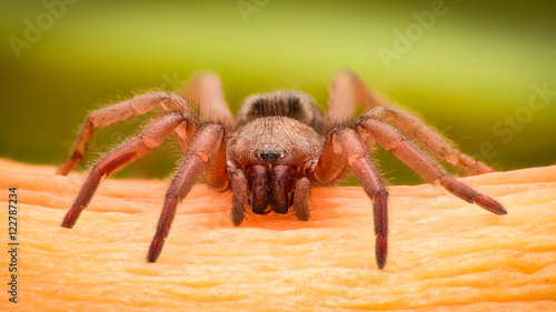 Fotografia Extreme magnification - Brown spider on a branch