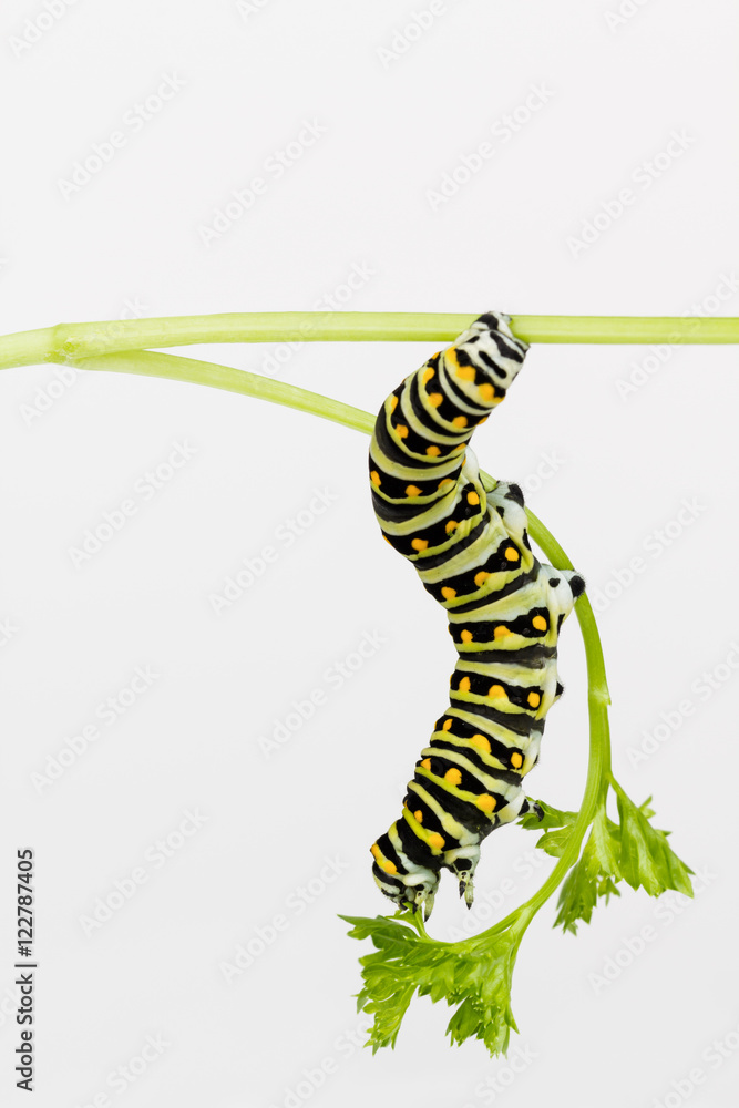 Naklejka premium Swallowtail larvae stretching to eat parsley