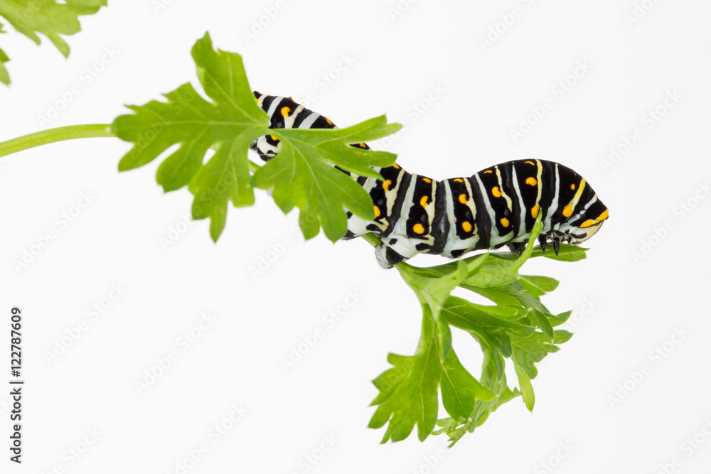 Obraz premium Black Swallowtail butterfly larva on parsley