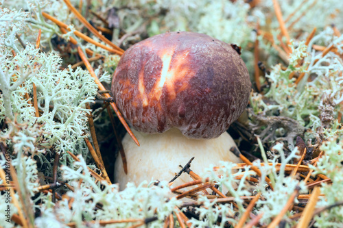 Young white mushroom close up. photo