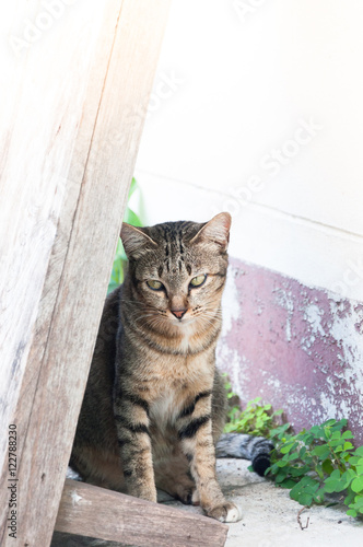 tabby Bengal cat sitting on the floor,brown Cute cat, cat lying, playful cat relaxing vacation, vertical format,  selective focus © rawintanpin