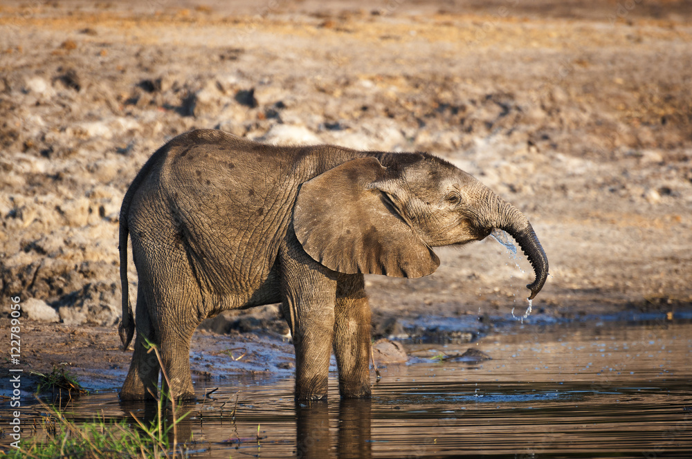 Fototapeta premium Elephant cub drinking water in the Chobe River, Chobe National Park, in Botswana, Africa
