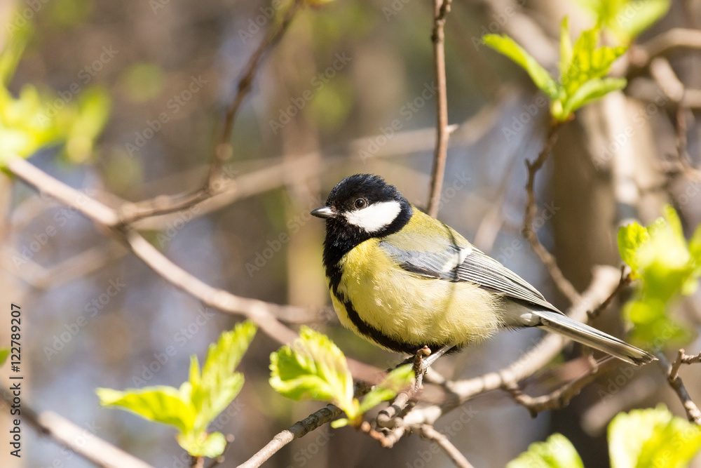 tit on a branch tit on a branch
