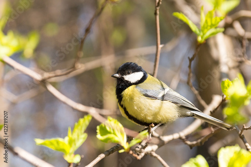 tit on a branch