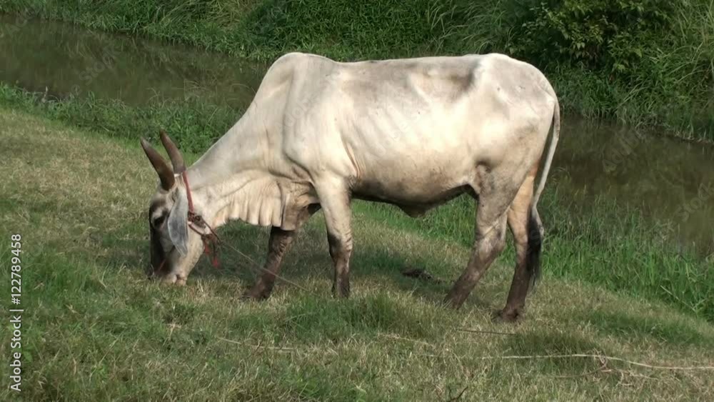 A beautiful, white, Asian Cow grazes next to a river. View left side of Animal. Known as 'humped cattle' or 'Indicus cattle'.
A beautiful, white, Asian Cow grazes next to a river. View left side of Animal. Known as 'humped cattle' or 'Indicus cattle'.