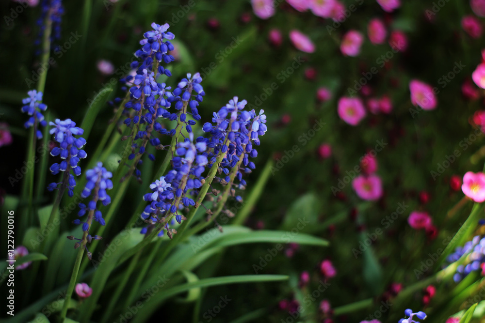 Fototapeta premium Soft and blur conception.Beautiful pink and blue flowers small size blooming in the garden close up on the background of green grass and leaves with sun light in the middle