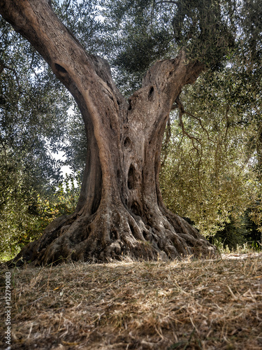 
the centenary olive tree