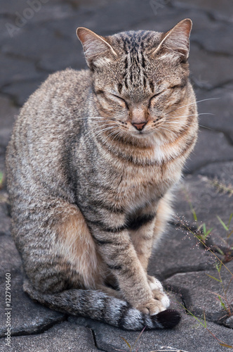 Sleepy tabby cat sitting on the floor ,brown Cute cat, cat lying, playful cat relaxing vacation, vertical format, selective focus