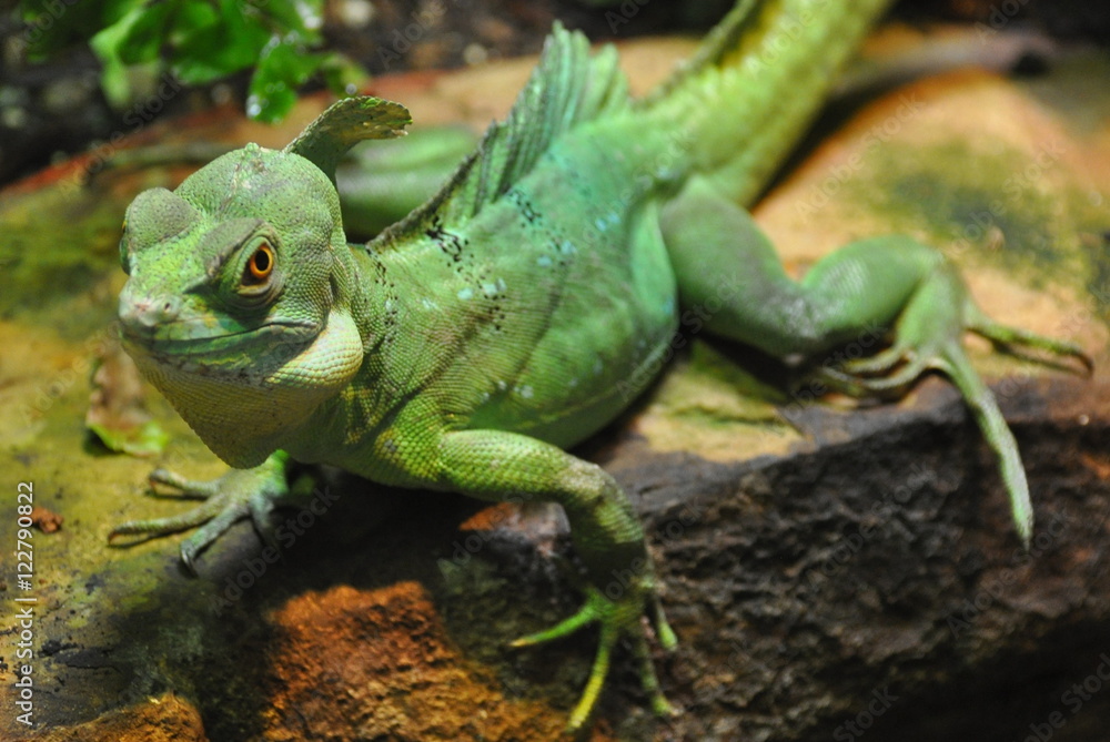 Fototapeta premium Agame