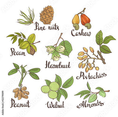 Vector set of hand sketched nuts on white background with leaves  in hand drawn style: hazelnut, almonds, peanuts, walnut, cashew, pine nut, pistachios, pecan. Botanical vector illustration.