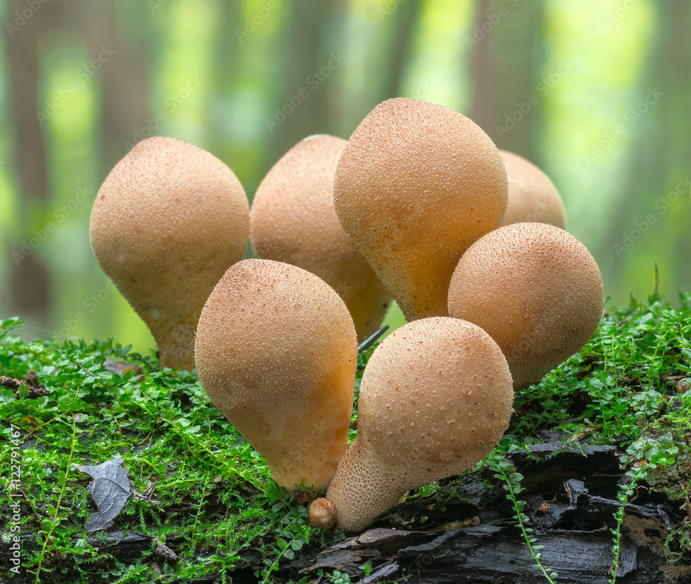 Group of puffball mushrooms (Genus Lycoperdon) in autumn forest Group of puffball mushrooms (Genus Lycoperdon) in autumn forest