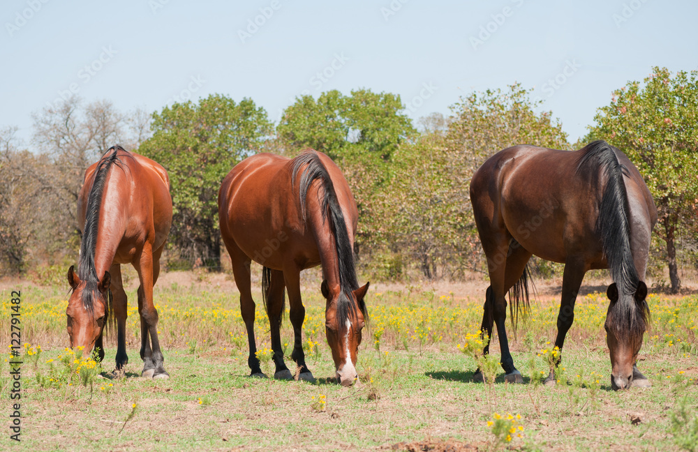 Thee shiny bay horses grazing in summer pasture Thee shiny bay horses grazing in summer pasture