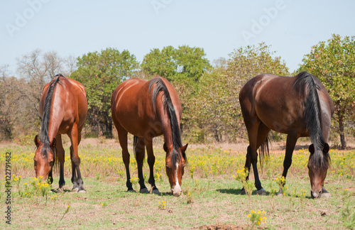 Thee shiny bay horses grazing in summer pasture