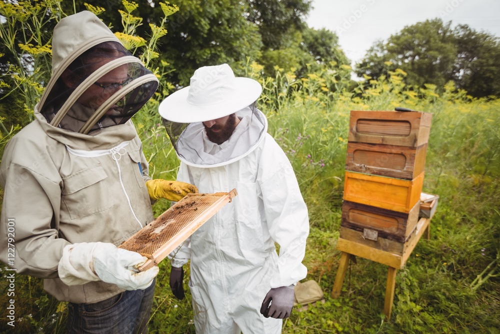Beekeepers holding and examining beehive Beekeepers holding and examining beehive