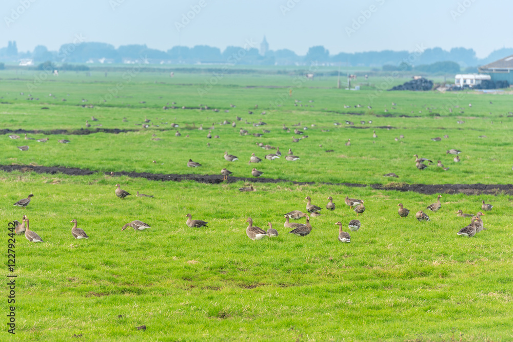 Lots of wild geese searching food on the meadow Lots of wild geese searching food on the meadow