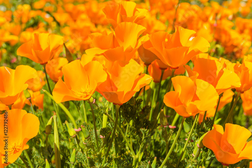 Orange poppies in a summer meadow on sunny day