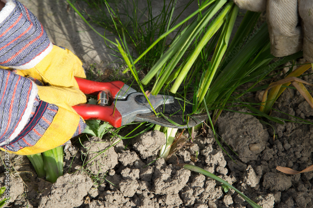 Naklejka premium rasenschnitt