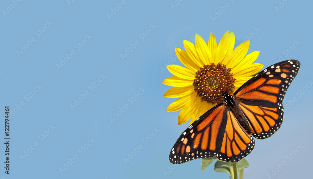 Fototapeta premium Monarch Butterfly na słonecznik przeciw jasne błękitne niebo - projekt wizytówki z czystej koncepcji przyrody
