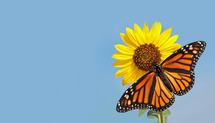 Poster Vlinder Monarchvlinder op zonnebloem blauwe lucht  © pimmimemom