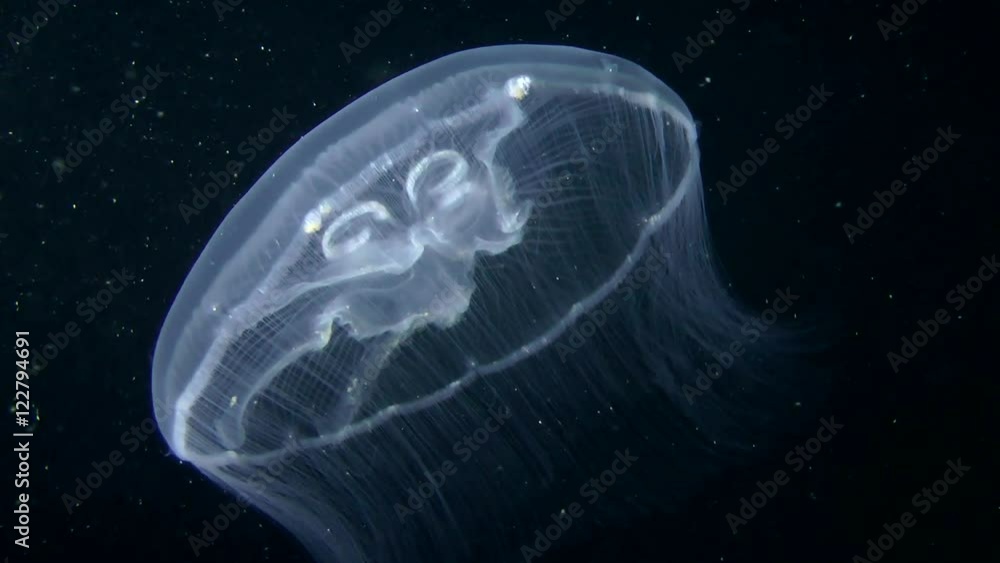 Common jellyfish (Aurelia aurita) swim in the water column, diagonal movement.
Common jellyfish (Aurelia aurita) swim in the water column, diagonal movement.