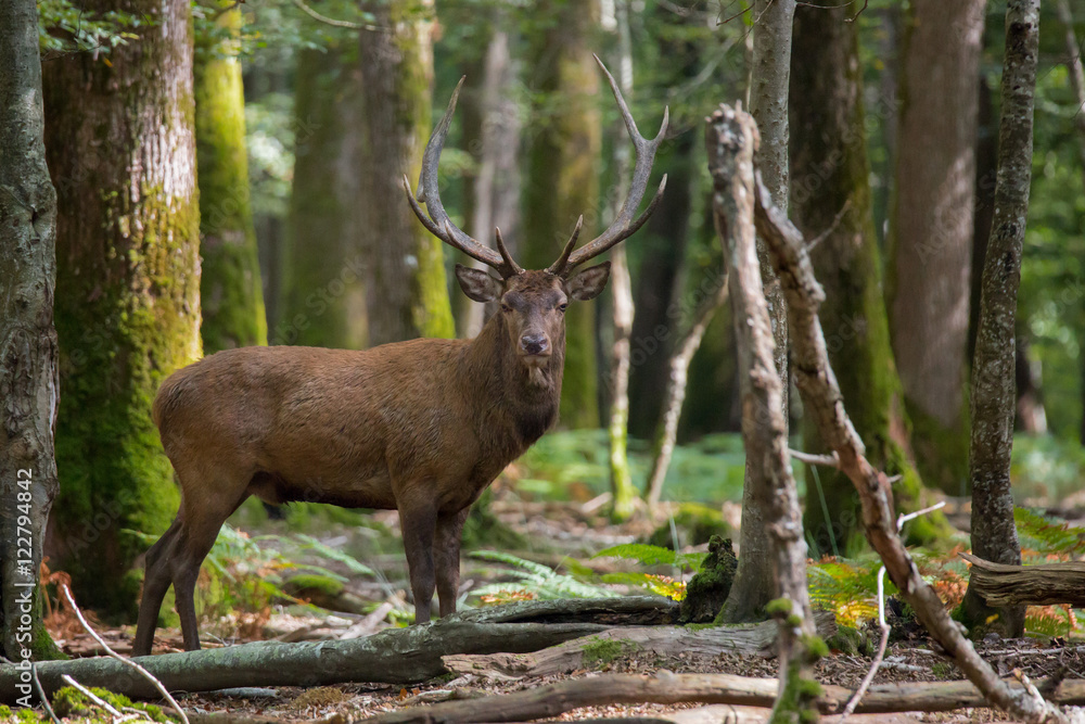 Fototapeta premium Cerf