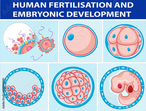 Diagram showing human fertilisation and embryonic development
